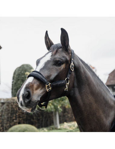 KENTUCKY HORSEWEAR - LICOL VELVET GLITTER STONE