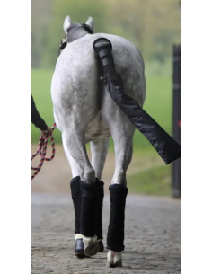 KENTUCKY HORSEWEAR - COTON...
