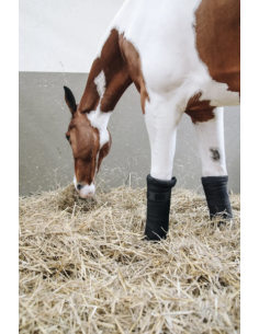 KENTUCKY HORSEWEAR - BANDE...