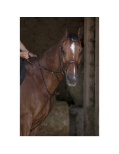 NORTON - MARTINGALE À ANNEAUX